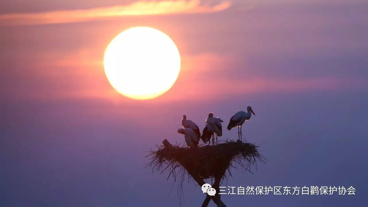 白鹤保护协会